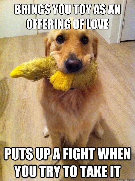 Golden retriever holding a plush toy, expressing affection and playful defiance with humorous caption.
