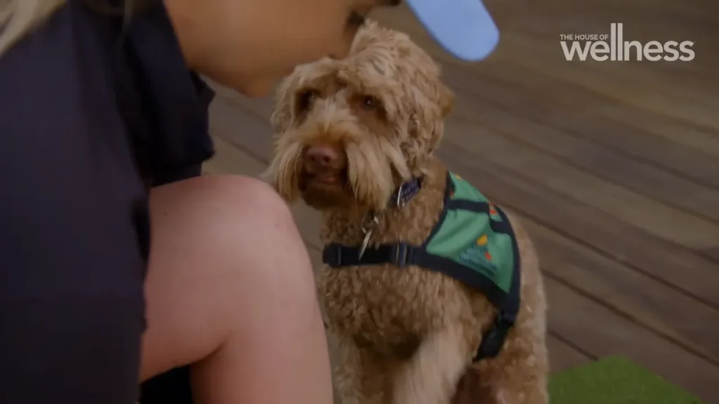 Service dog with green vest sitting attentively next to a person indoors.