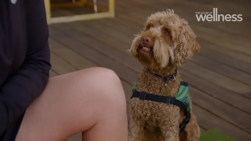 Cute curly-coated dog wearing a harness, sitting on a wooden deck, looking up attentively.