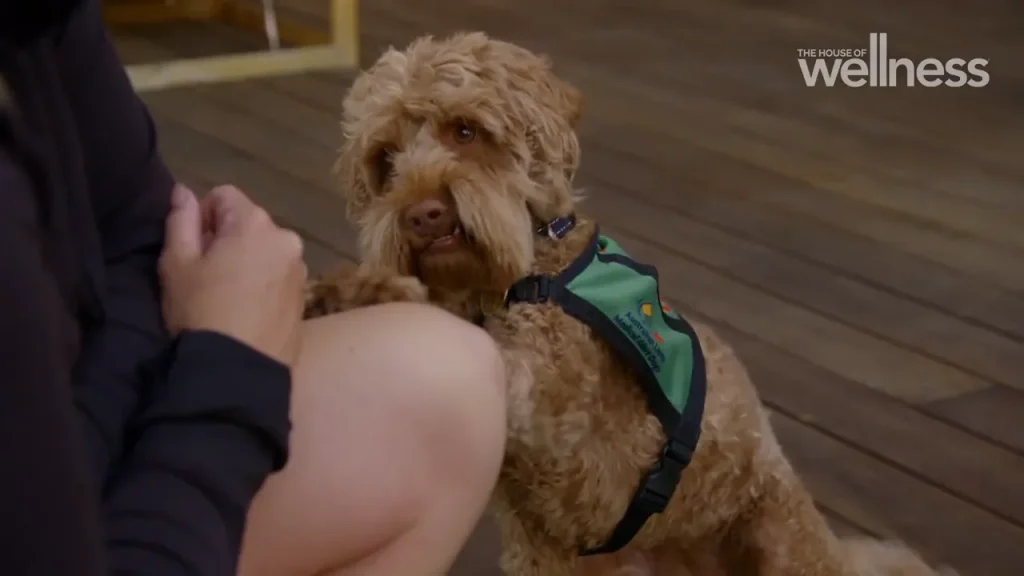 Service dog with brown curly fur wearing a green vest, looking up at a person indoors.