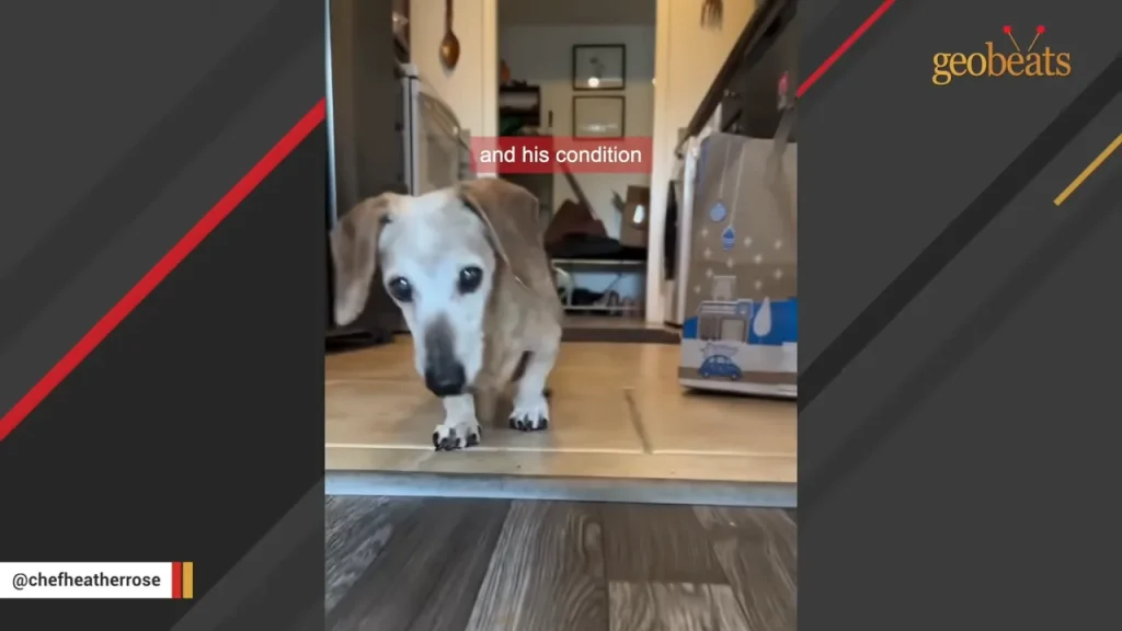 Elderly dachshund walking indoors near a paper bag, with text overlay about condition.