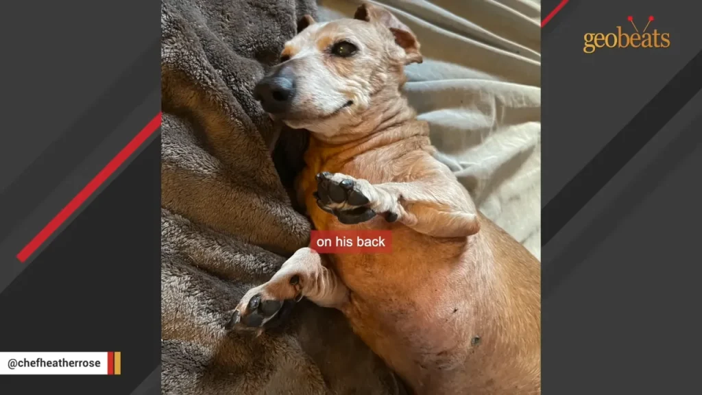 Brown dachshund lying comfortably on a fuzzy blanket, looking relaxed with paws up.