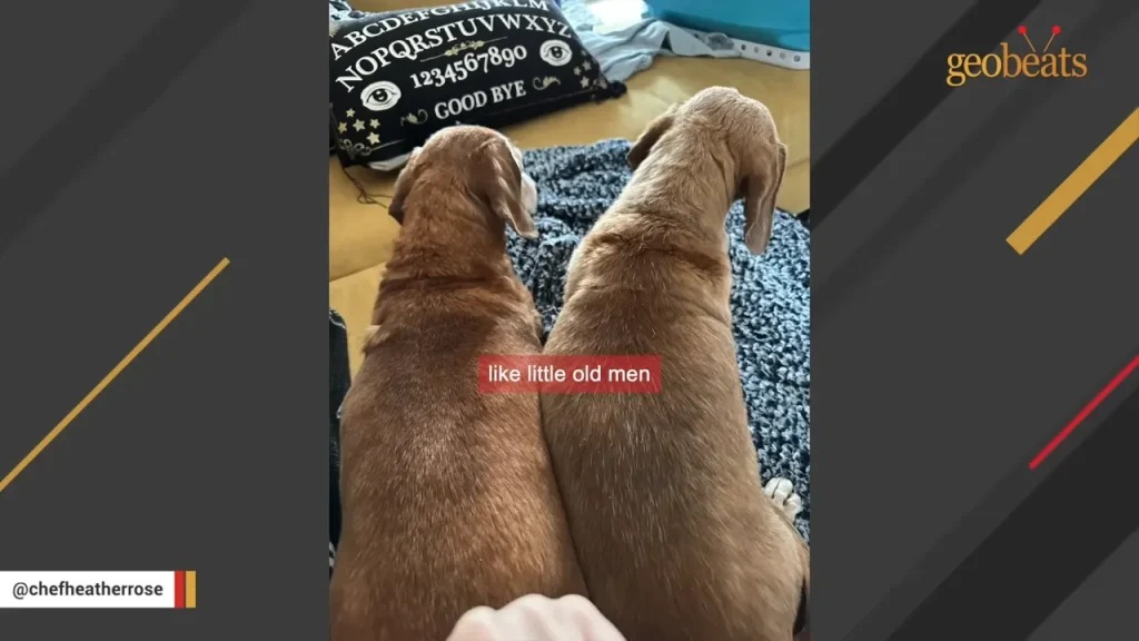 Two brown dogs sitting closely on a blue rug, viewed from behind, with a decorative pillow in the background.