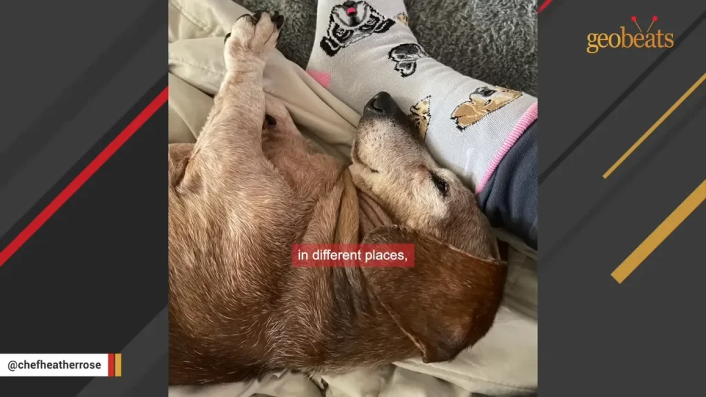 Sleeping dog cuddled up to a person in dog-patterned socks, cozy and relaxed.