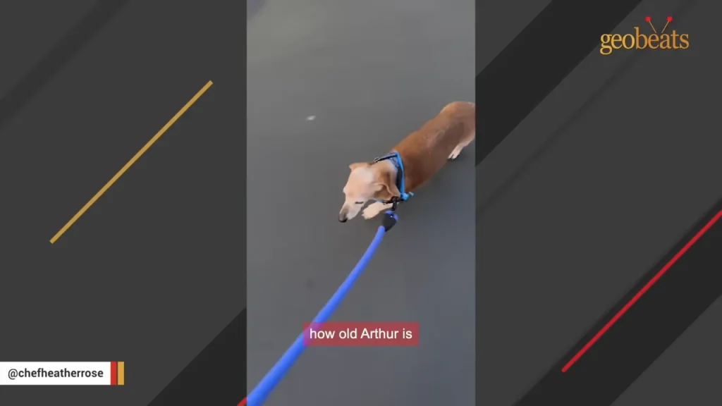 Elderly dog Arthur walking on a leash outdoors, showcasing his age and activity.
